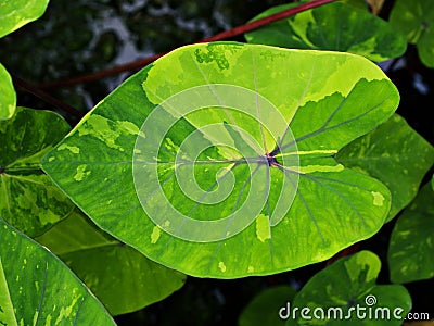 Closeup green leaf of Colocasia plant ,Colocasia esculenta var. Stock Photo