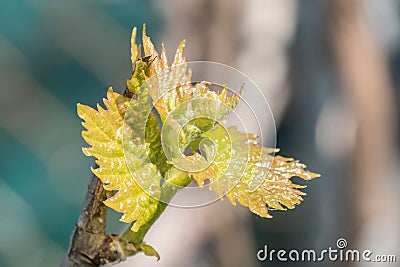 closeup of a green leaf on the stem of a tree Stock Photo
