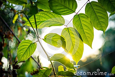 closeup green leaf with sunlight in the morning Stock Photo