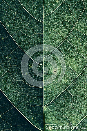 Closeup of a green leaf texture Stock Photo