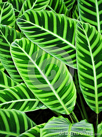 Closeup green leaf of Zebra plant ,Calathea zebrina Sims Stock Photo