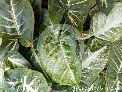 Closeup green leaved. Stock Photo