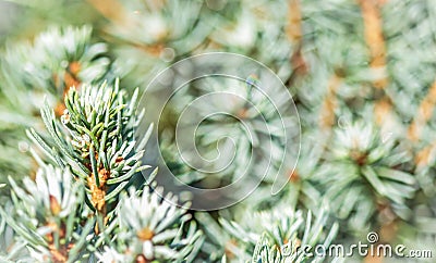 Closeup green leaves of decorative evergreen coniferous tree Canadian spruce Picea glauca with drops of water after the rain. Stock Photo