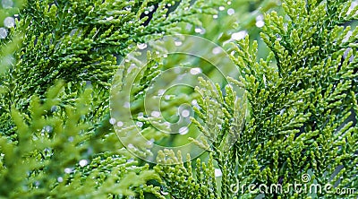 Closeup green leaves of evergreen coniferous tree Lawson Cypress or Chamaecyparis lawsoniana after the rain. Extreme bokeh with Stock Photo