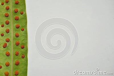 Closeup green leaves Stock Photo