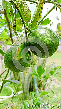 Closeup green lime on tree have a lot of vitamin C Stock Photo