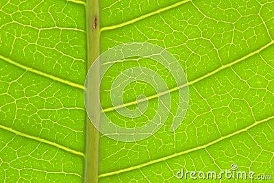 Closeup of green mango leaf detail Stock Photo