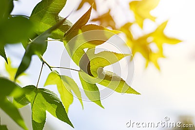 Closeup green maple leaf with sunlight for bio science of chlorophyll and process of photosynthesis in nature plant summer season Stock Photo