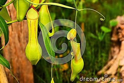 Closeup of Green nepenthes in the garden. Tropical pitcher plants Stock Photo