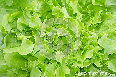 Closeup Green oak leaf lettuce Stock Photo