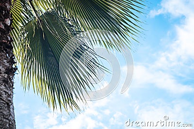 Closeup on green palm tree leaf on beautiful . Coconut Palm tree with blue sky,beautiful tropical background. Coconut palm tree Stock Photo