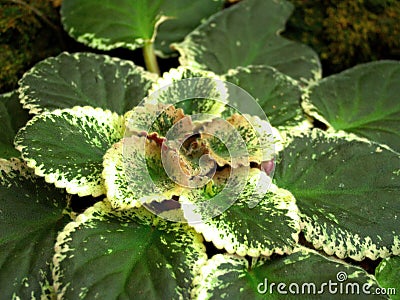 Closeup green plant 03 Stock Photo