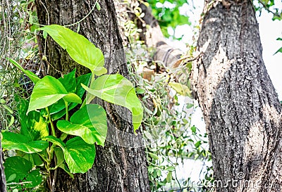 Closeup of green plant leaves on trunks of trees in outdoor Stock Photo