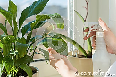 Closeup of green plant in pot on the windowsill and hands woman with spray spraying leaves with water Stock Photo