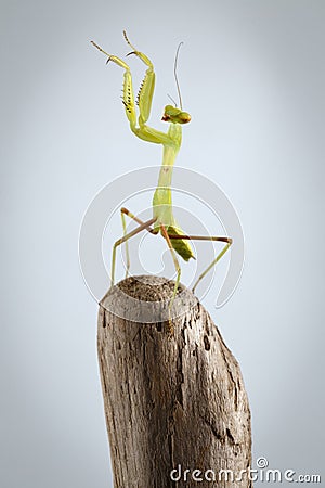Closeup Green Praying Mantis on Stick Stock Photo