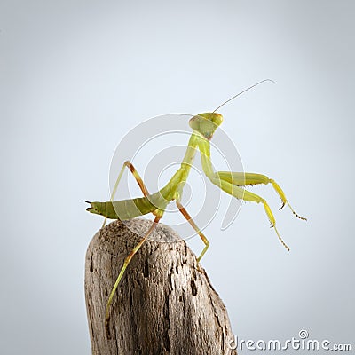 Closeup Green Praying Mantis on Stick Stock Photo