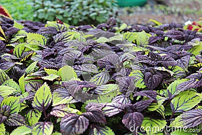 Closeup of green and purple variegated plant leaves Stock Photo