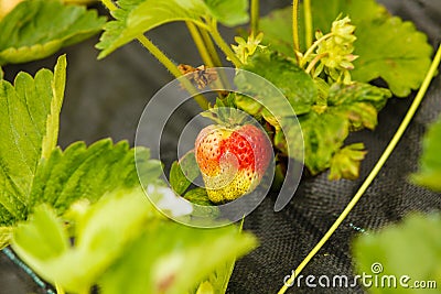 Closeup of green ripening strawberries with leafs Stock Photo