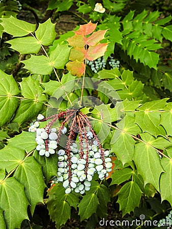 Closeup of Green Spiked Leaves and Blue Berries Stock Photo