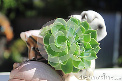 Closeup of green Succulent plants Stock Photo