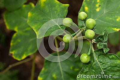 Closeup of green Turkey berry plant, Solanum torvum Stock Photo