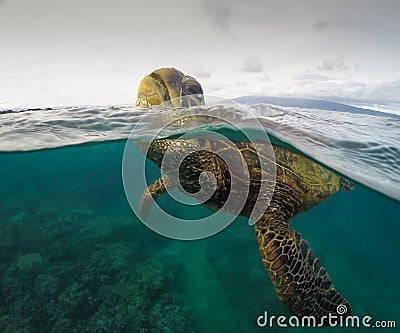 Closeup of a green turtle calmly swimming in the sea with his head raised above Stock Photo