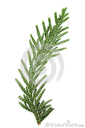 Closeup of green twig of thuja the cypress family on white Stock Photo