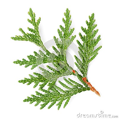 Closeup of green twig of thuja the cypress family on white Stock Photo