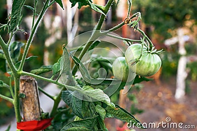 Closeup of green unripe homegrown tomato fruit in organic vegetable garden Stock Photo