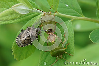 Closeup on a grey mottle stinkbug, Rhaphigaster nebulosa, and 2 mating green, shieldbugs, Palomena prasina Stock Photo