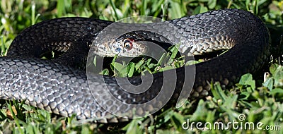 Closeup of a grey snake on the green grass Stock Photo