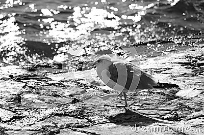 Closeup of a grey-white lonely seagull Stock Photo