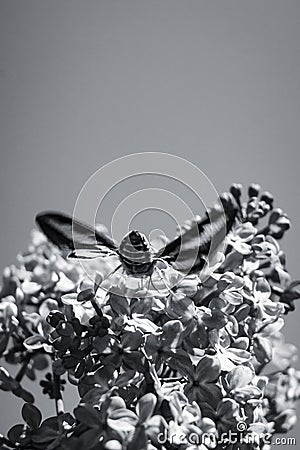 Closeup greyscale shot of a moth trying to drink the nectar of a lilac syringa flower Stock Photo