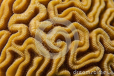 Closeup of Grooved Brain Coral Pattern Stock Photo