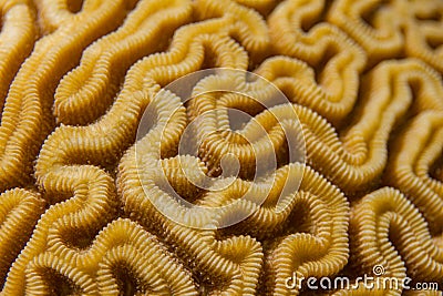 Closeup of Grooved Brain Coral Pattern Stock Photo