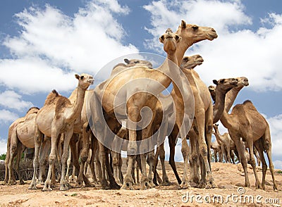 Closeup ground view of group of camels against blue sky background at Babile Camel Market, Ethiopia Stock Photo