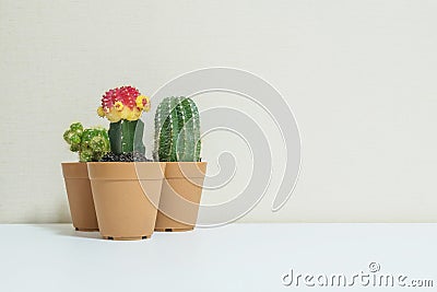 Closeup group of beautiful cactus in brown plastic pot for decorate on blurred white wooden desk and cream color wallpaper wall te Stock Photo