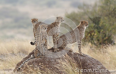 Closeup of a group of Cheetahs on a rock in the wild Stock Photo