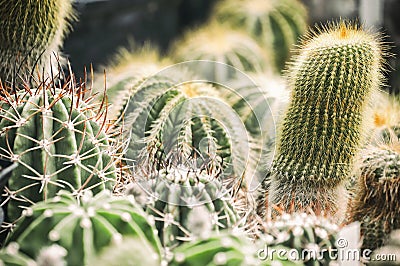 Closeup of group of different cactus plants in botany garden in Kharkov, Ukraine. Member of the plant family Cactaceae. Stock Photo