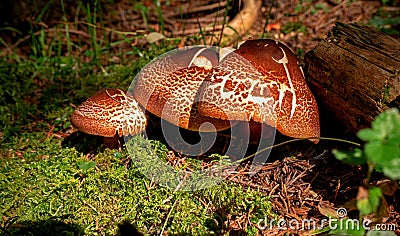 A closeup of a group of grey brown mushrooms grows on the side of a rotting tree trunk on a lush green forest floor. Stock Photo
