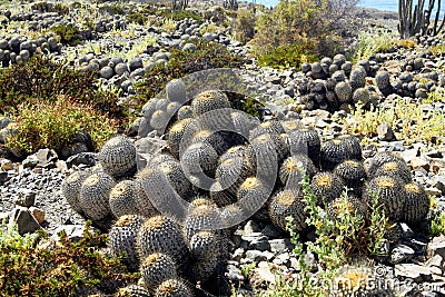 Closeup of group many cacti copiapoa tenebrosa on dry arid stony ground, pacific coast, Chile focus on center of lower group Stock Photo