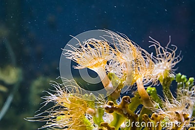 Closeup of a group of plumose sea anemones, tentacled orange anemone, popular pet in aquaculture Stock Photo