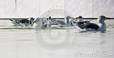 Closeup of a group of seagulls floating on the water's surface. Stock Photo