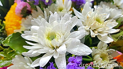 Closeup of group of various flowers Stock Photo