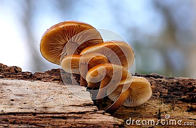 Closeup of a group of wild enoki mushroom growing on rotten wood in the forest Stock Photo
