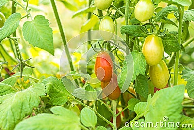 Closeup of growing grape tomatoes Stock Photo