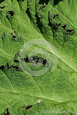Closeup of Gunnera Tinctoria leaf as a green nature background Stock Photo