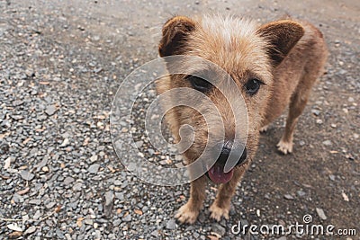 Closeup of a hairy brown dog Stock Photo