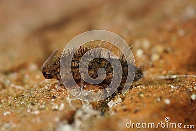 Closeup on a hairy, spooky microscopic springtail, Orchesella villosa Stock Photo