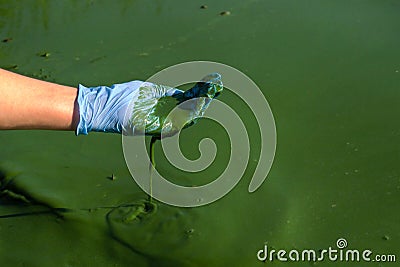 Closeup hand in glove scooping infected river water full of green algae Stock Photo